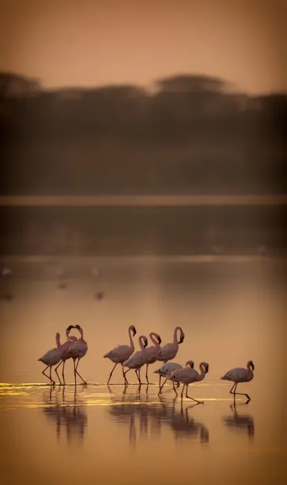 Framed Print : Lesser flamingos (Phoeniconaias minor) flock on lake at dawn, Lake Ndutu Tanzania