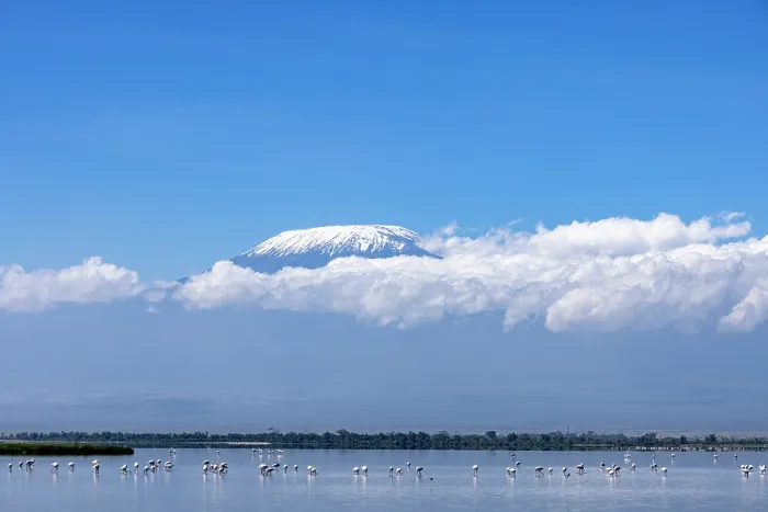 Framed Print : Lesser flamingos (Phoeniconaias minor) flock wading in shallow water with Mount Kilimanjaro in background, Amboseli National Park, Kenya