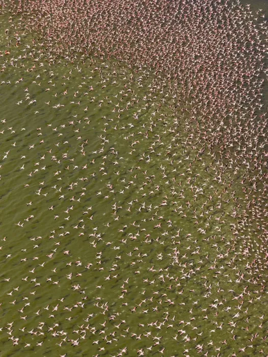 Framed Print : Lesser flamingos (Phoeniconaias minor) on Lake Bogoria, Kenya