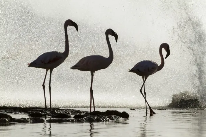 Framed Print : Three Lesser flamingos (Phoeniconaias minor) silhouetted in front of geyser, Lake