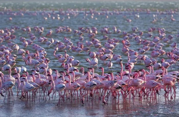 Framed Print : Lesser flamingos (Phoeniconaias minor) wading in saltwater lagoon, Salinas, Walvis Bay