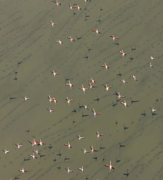 Lesser flamingos (Phopeniconaias minor) flock, aerial view, Natron lake, Rift valley