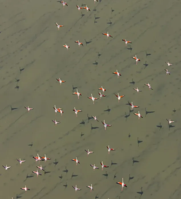 Framed Print : Lesser flamingos (Phopeniconaias minor) flock, aerial view, Natron lake, Rift valley