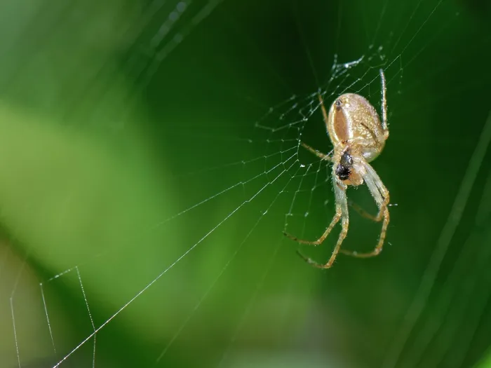Framed Print : Lesser garden spider (Metellina segmentata) on its web in a garden hedge, Wiltshire, England, UK. October Framed Print : Lesser garden spider (Metellina segmentata) on its web in a garden hedge, Wiltshire, England, UK. October
