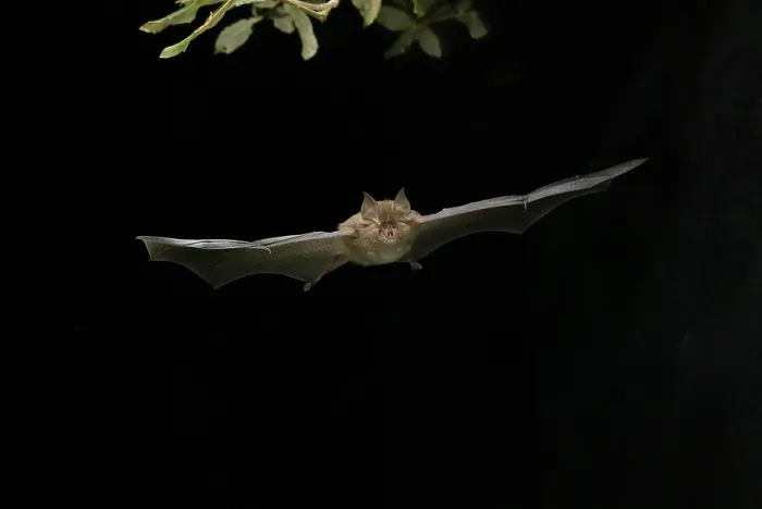 Framed Print : Lesser horseshoe bat (Rhinolophus hipposideros) in flight at night Framed Print : Lesser horseshoe bat (Rhinolophus hipposideros) in flight at night