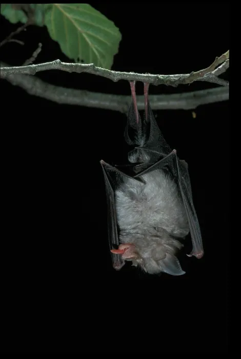 Framed Print : Lesser horseshoe bat (Rhinolophus hipposideros) hanging from a branch at night, with tongue out Framed Print : Lesser horseshoe bat (Rhinolophus hipposideros) hanging from a branch at night, with tongue out