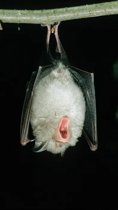 Framed Print : Lesser horseshoe bat (Rhinolophus hipposideros) hanging from a branch at night with mouth open Framed Print : Lesser horseshoe bat (Rhinolophus hipposideros) hanging from a branch at night with mouth open
