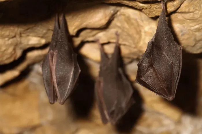 Framed Print : Lesser horseshoe bats (Rhinolophus hipposideros) in magnesium mine, Shropshire, England, UK, April Framed Print : Lesser horseshoe bats (Rhinolophus hipposideros) in magnesium mine, Shropshire, England, UK, April