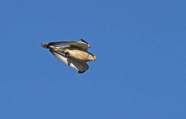 Lesser kestrel (Falco naumanni) male flying past during courtship with Mole cricket in its talons