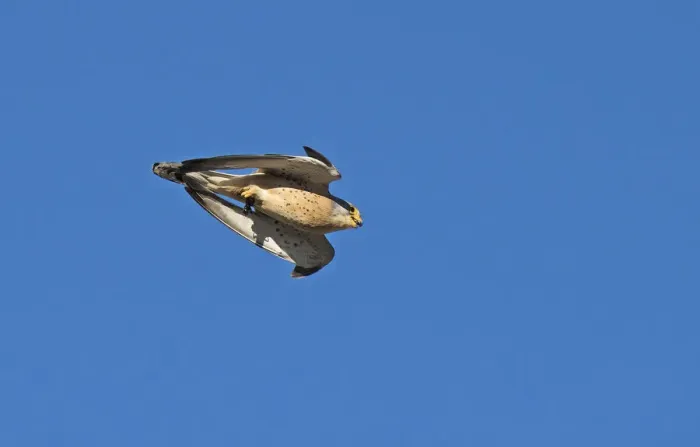 Framed Print : Lesser kestrel (Falco naumanni) male flying past during courtship with Mole cricket in its talons Framed Print : Lesser kestrel (Falco naumanni) male flying past during courtship with Mole cricket in its talons