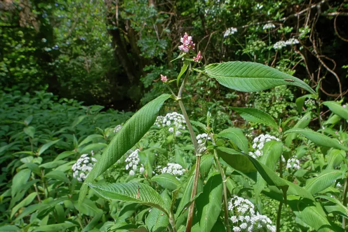 Framed Print : Lesser knotweed (Persicaria campanulata) a Himalayan species naturalised in the UK, flowering by a woodland stream, The Lizard Peninsula, Cornwall, England, UK. June Framed Print : Lesser knotweed (Persicaria campanulata) a Himalayan species naturalised in the UK, flowering by a woodland stream, The Lizard Peninsula, Cornwall, England, UK. June