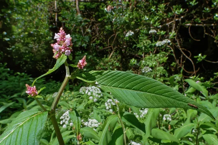 Framed Print : Lesser knotweed (Persicaria campanulata) a Himalayan species naturalised in the UK, flowering by a woodland stream, The Lizard Peninsula, Cornwall, England, UK. June Framed Print : Lesser knotweed (Persicaria campanulata) a Himalayan species naturalised in the UK, flowering by a woodland stream, The Lizard Peninsula, Cornwall, England, UK. June
