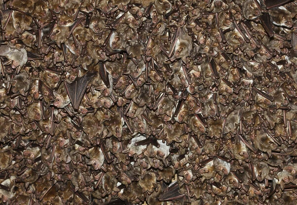 Lesser mouse eared bat (Myotis blythii) colony roosting in cave, Bagerova Steppe