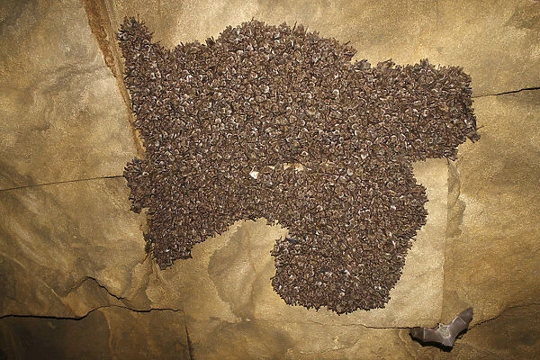 Lesser mouse eared bat (Myotis blythii) colony roosting in cave, Bagerova Steppe