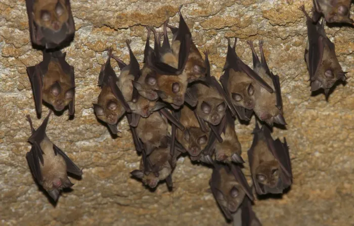 Framed Print : Lesser mouse eared bats (Myotis blythii) roosting in cave, Bagerova Steppe, Kerch Peninsula Framed Print : Lesser mouse eared bats (Myotis blythii) roosting in cave, Bagerova Steppe, Kerch Peninsula