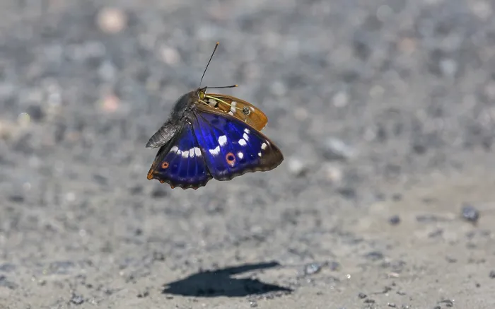 Framed Print : Lesser purple emperor butterfly (Apatura ilia) male, in flight, Finland. July Framed Print : Lesser purple emperor butterfly (Apatura ilia) male, in flight, Finland. July