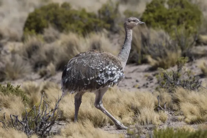 Framed Print : Lesser rhea (Pterocnemia pennata) altiplano, Bolivia September Framed Print : Lesser rhea (Pterocnemia pennata) altiplano, Bolivia September