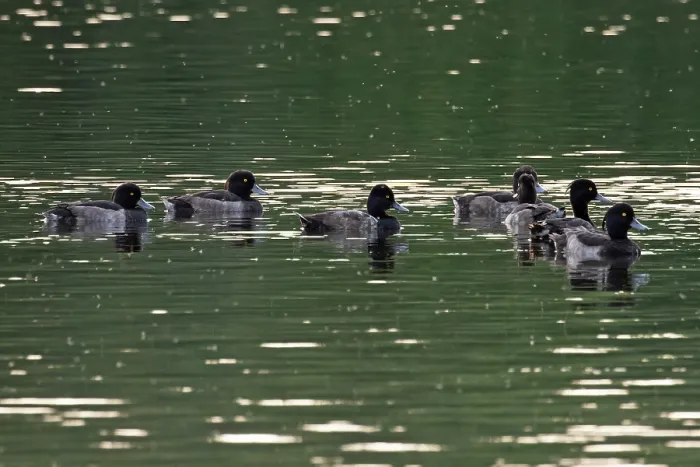 Framed Print : Lesser scaup (Aythya affinis) among group of Tufted ducks (Aythya fuligula) on water, Norfolk, England, UK. July Framed Print : Lesser scaup (Aythya affinis) among group of Tufted ducks (Aythya fuligula) on water, Norfolk, England, UK. July