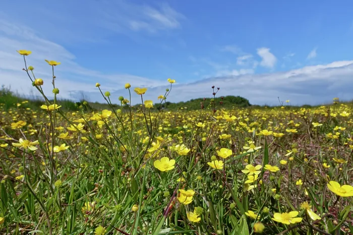 Framed Print : Lesser spearwort (Ranunculus flammula) flowering in a carpet on marshy coastal heathland, The Lizard, Cornwall, UK, June