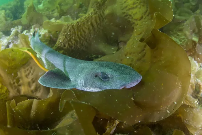 Framed Print : Lesser spotted catshark / Dogfish shark (Scyliorhinus canicula) amongst seaweed on a maerl bed Framed Print : Lesser spotted catshark / Dogfish shark (Scyliorhinus canicula) amongst seaweed on a maerl bed