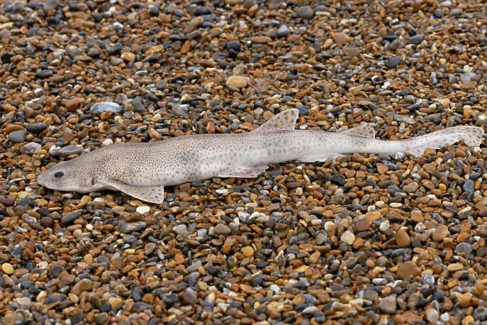 Framed Print : Lesser spotted dogfish (Scyliorhinus canicula) washed up on beach during a storm, Norfolk, England, UK. October Framed Print : Lesser spotted dogfish (Scyliorhinus canicula) washed up on beach during a storm, Norfolk, England, UK. October