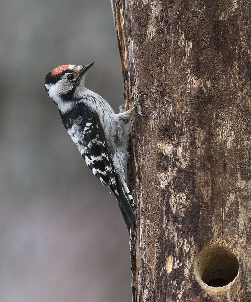 Lesser spotted woodpecker (Dendrocopos minor), male at nest hole, Finland, June