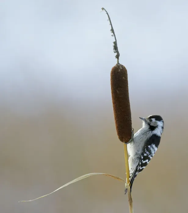 Framed Print : Lesser Spotted Woodpecker (Dendrocopus minor) on bullrush, Uto Finland October Framed Print : Lesser Spotted Woodpecker (Dendrocopus minor) on bullrush, Uto Finland October