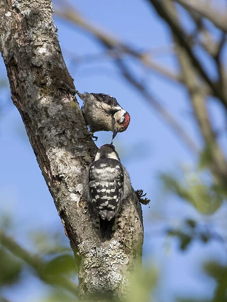 Lesser spotted woodpecker (Dryobates minor) male feeding chick, Bavaria, Germany, June