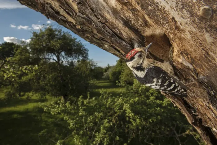Framed Print : Lesser spotted woodpecker (Dryobates minor) male excavating nest hole in mature apple Framed Print : Lesser spotted woodpecker (Dryobates minor) male excavating nest hole in mature apple