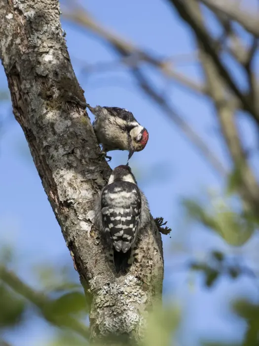 Framed Print : Lesser spotted woodpecker (Dryobates minor) male feeding chick, Bavaria, Germany, June Framed Print : Lesser spotted woodpecker (Dryobates minor) male feeding chick, Bavaria, Germany, June