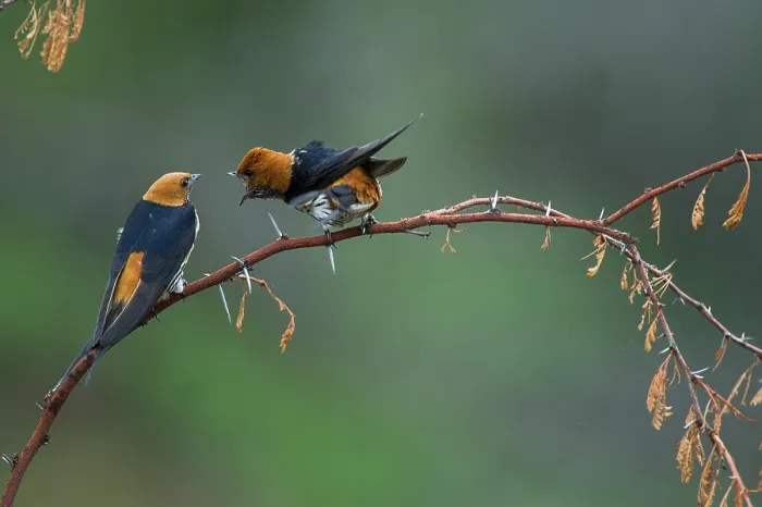 Framed Print : Two Lesser striped swallows (Hirundo abyssinica) perched on branch, one calling, Marataba, Marakele National Park, Limpopo Province, South Africa