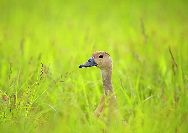 Lesser whistling duck (Dendrocygna javanica) standing in long grass, Uran, Maharashtra, India