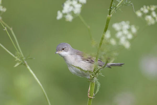 Lesser whitethroat (Sylvia curruca) in breeding plumage, perched on Cow parsely