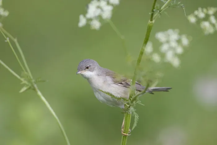 Framed Print : Lesser whitethroat (Sylvia curruca) in breeding plumage, perched on Cow parsely Framed Print : Lesser whitethroat (Sylvia curruca) in breeding plumage, perched on Cow parsely