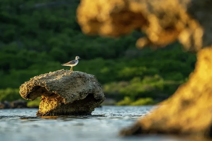 Framed Print : Lesser yellowlegs (Tringa flavipes) perched on top of a eroded rock in water, Salina Sint Michiel, Curacao, Dutch Caribbean Framed Print : Lesser yellowlegs (Tringa flavipes) perched on top of a eroded rock in water, Salina Sint Michiel, Curacao, Dutch Caribbean