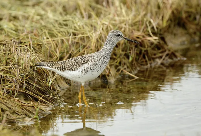Framed Print : Lesser yellowlegs (Tringa flavipes) standing in shallow water at edge of saltmarsh, Mendenhall Wetlands, Juneau, Alaska, USA. May Framed Print : Lesser yellowlegs (Tringa flavipes) standing in shallow water at edge of saltmarsh, Mendenhall Wetlands, Juneau, Alaska, USA. May