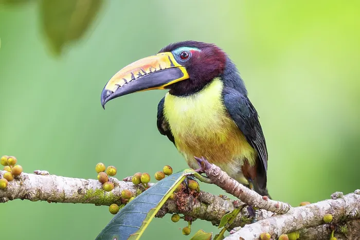 Framed Print : Lettered aracari (Pteroglossus inscriptus) perched on branch, Las Piedras, Madre de dios, Amazon rainforest, Peru Framed Print : Lettered aracari (Pteroglossus inscriptus) perched on branch, Las Piedras, Madre de dios, Amazon rainforest, Peru