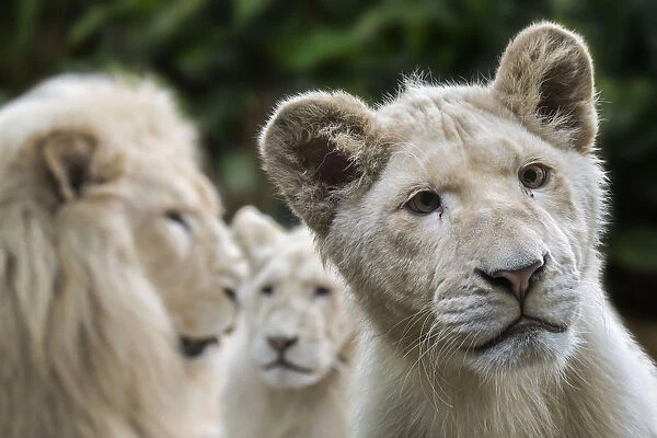 Leucistic white lions (Panthera leo krugeri) male and juveniles, Captive