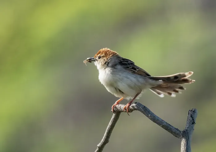 Framed Print : Levaillant's cisticola (Cisticola tinniens) perched on a branch close to nest site with spider prey in beak, Stellenbosch Sewerage Farm, Cape Town, South Africa