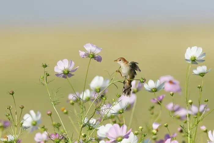 Framed Print : Levaillant's cisticola (Cisticola tinniens) perched among flowers, Devon Farmlands, South Africa Framed Print : Levaillant's cisticola (Cisticola tinniens) perched among flowers, Devon Farmlands, South Africa