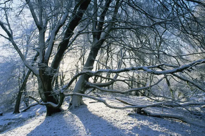Framed Print : Lewesdon Beechwood in winter, Dorset, UK Framed Print : Lewesdon Beechwood in winter, Dorset, UK