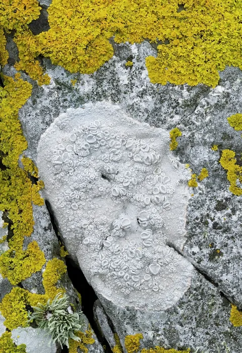 Framed Print : Lichen (Ochrolechia parella) growing on rock, Killard Point NNR, County Down, Northern Ireland, UK. May Framed Print : Lichen (Ochrolechia parella) growing on rock, Killard Point NNR, County Down, Northern Ireland, UK. May