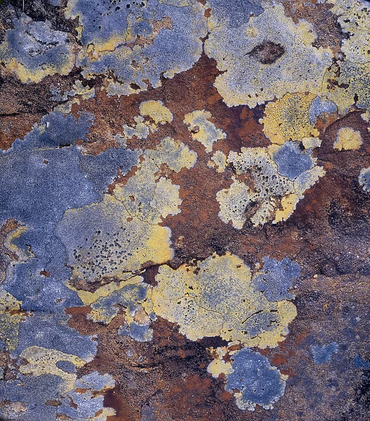 Lichen and rock detail, Coigach  /  Assynt SWT, Sutherland, Highlands, Scotland, UK, June