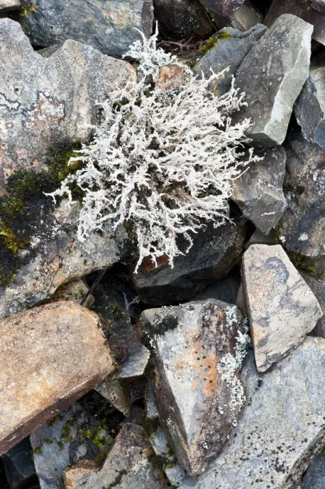 Framed Print : Lichen on rocks, Assynt Uplands, Scotland, UK, January Framed Print : Lichen on rocks, Assynt Uplands, Scotland, UK, January