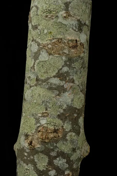 Framed Print : Lichens on Ash branch, including Fuscidea lightfootii, under visible light, Surrey, UK. April Framed Print : Lichens on Ash branch, including Fuscidea lightfootii, under visible light, Surrey, UK. April