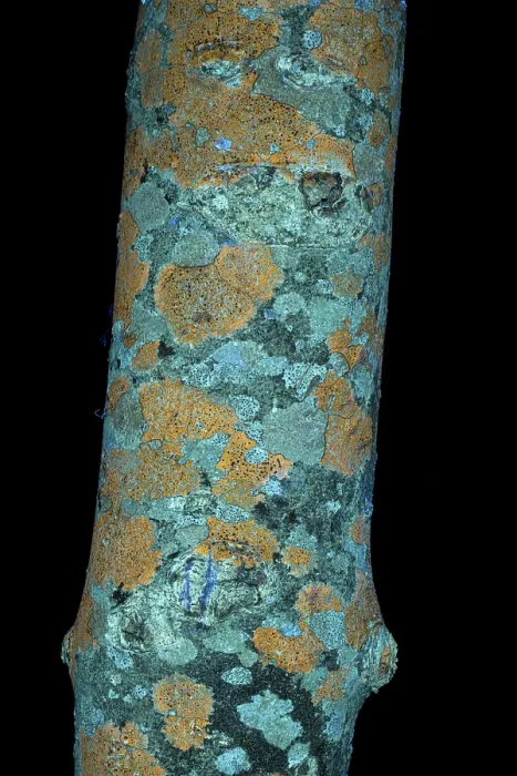 Framed Print : Lichens on Ash branch, including Fuscidea lightfootii, fluorescing an orange colour with UV light, Surrey, UK. March Framed Print : Lichens on Ash branch, including Fuscidea lightfootii, fluorescing an orange colour with UV light, Surrey, UK. March