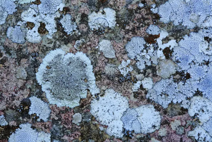 Framed Print : Lichens (Aspicilia cinerea) and others. Sierra de Grazalema Natural Park, southern Spain, May 2016 Framed Print : Lichens (Aspicilia cinerea) and others. Sierra de Grazalema Natural Park, southern Spain, May 2016