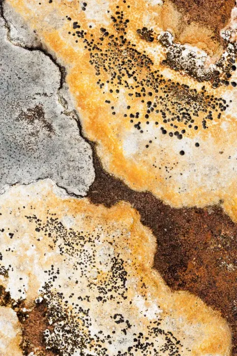 Framed Print : Lichens on rock, Torridon, Scotland, UK, November Framed Print : Lichens on rock, Torridon, Scotland, UK, November