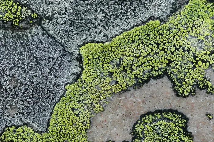 Framed Print : Lichens on a stone, Varanger, Norway. July Framed Print : Lichens on a stone, Varanger, Norway. July