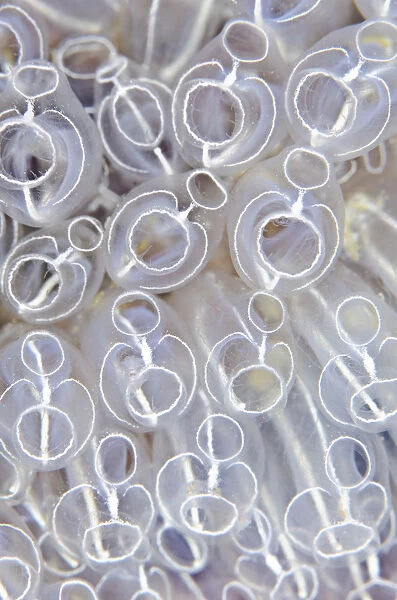 Light-bulb sea squirts (Clavelina lepadiformis), a colonial filter feeding invertebrate